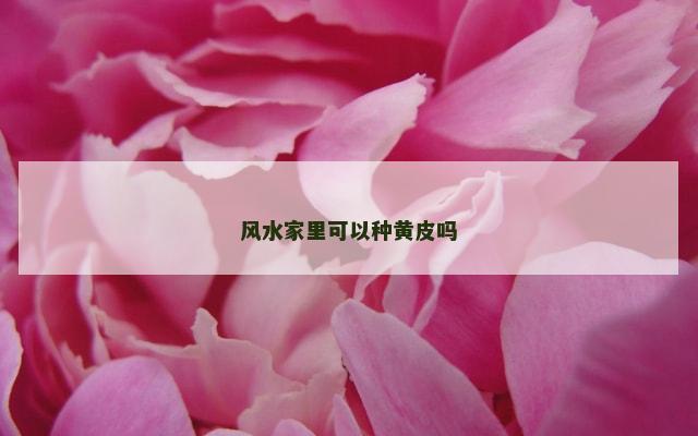 风水家里可以种黄皮吗