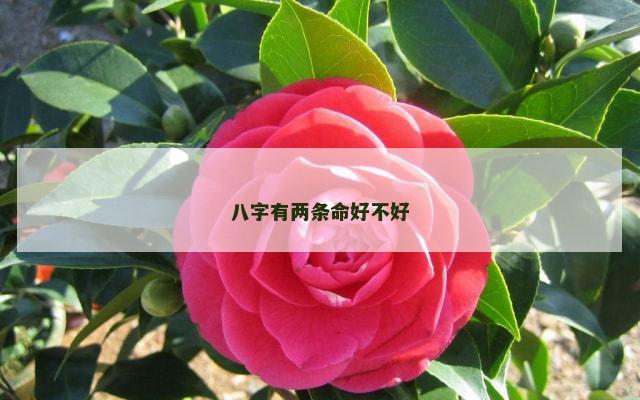 八字有两条命好不好
