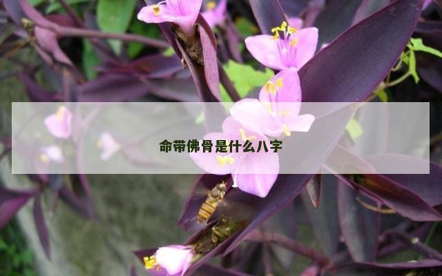命带佛骨是什么八字