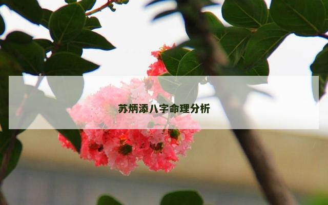苏炳添八字命理分析