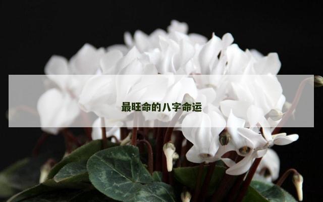 最旺命的八字命运