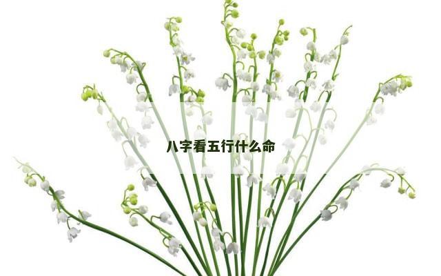 八字看五行什么命