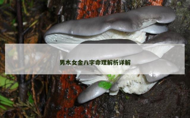 男木女金八字命理解析详解