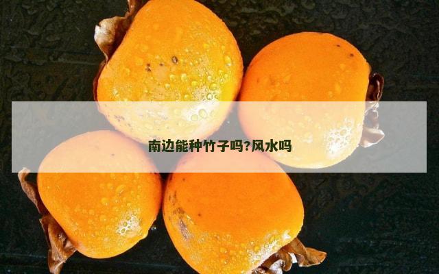 南边能种竹子吗?风水吗