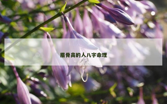 眉骨高的人八字命理