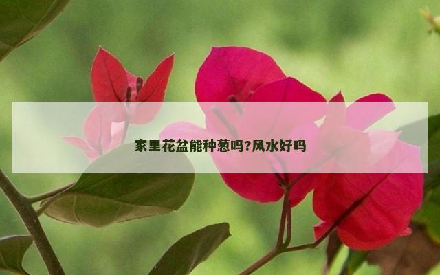 家里花盆能种葱吗?风水好吗