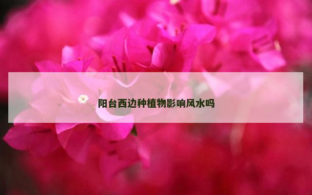 阳台西边种植物影响风水吗