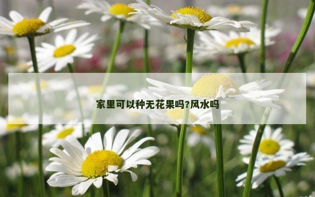 家里可以种无花果吗?风水吗
