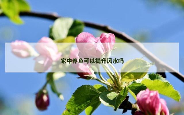 家中养鱼可以提升风水吗