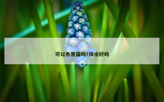 可以养黑猫吗?风水好吗