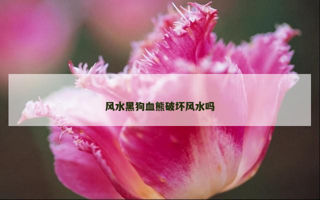风水黑狗血熊破坏风水吗