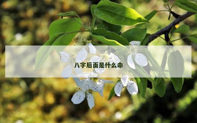 八字后面是什么命