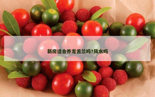 新房适合养龙舌兰吗?风水吗