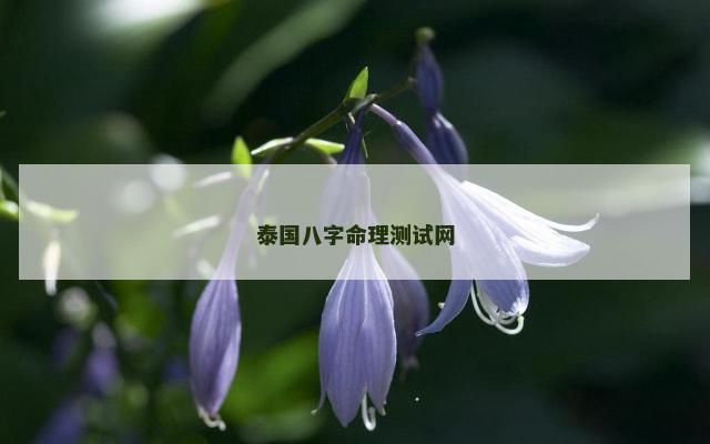 泰国八字命理测试网
