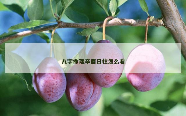 八字命理辛酉日柱怎么看