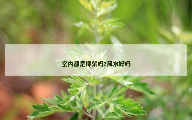 室内都是柳絮吗?风水好吗