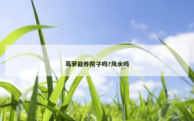 茑萝能养院子吗?风水吗