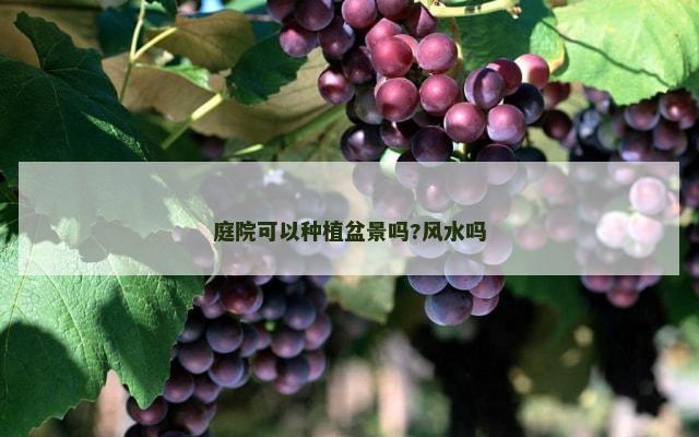 庭院可以种植盆景吗?风水吗
