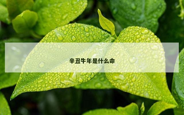 辛丑牛年是什么命