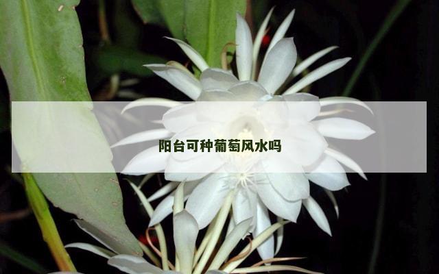 阳台可种葡萄风水吗