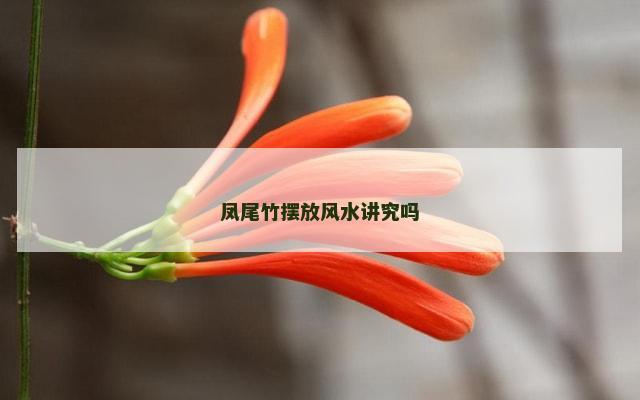 凤尾竹摆放风水讲究吗