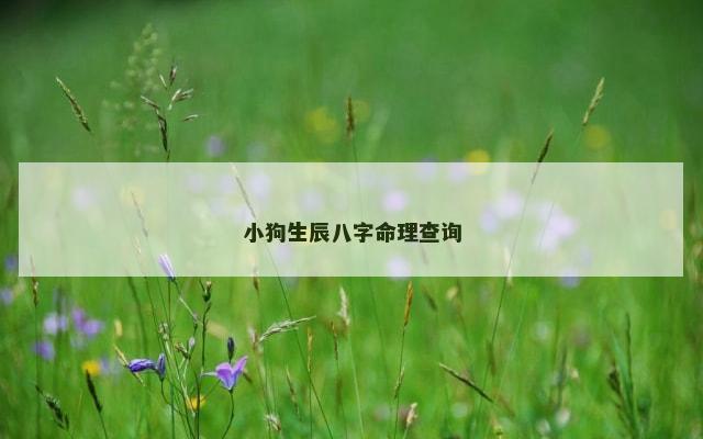 小狗生辰八字命理查询