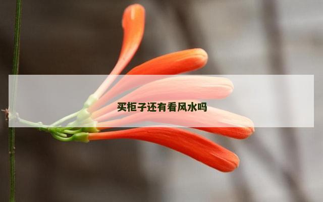 买柜子还有看风水吗