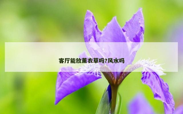 客厅能放薰衣草吗?风水吗