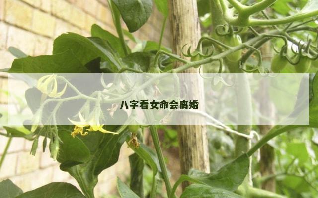 八字看女命会离婚