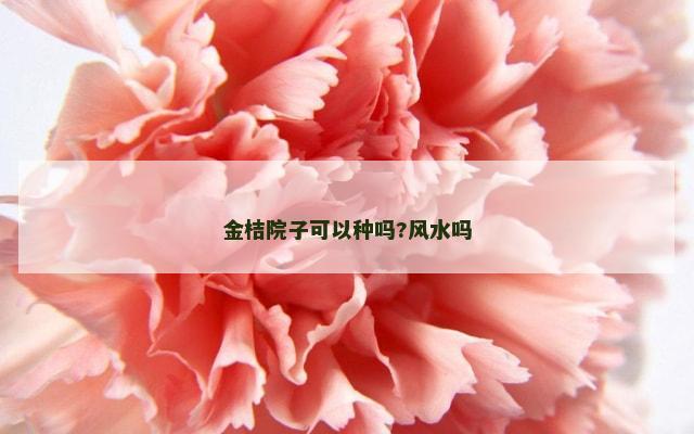金桔院子可以种吗?风水吗