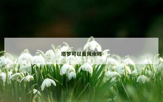 塔罗可以看风水吗