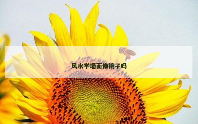 风水学墙面像镜子吗