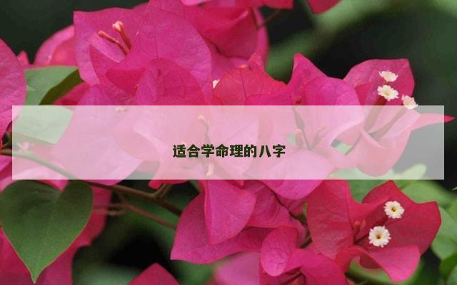 适合学命理的八字