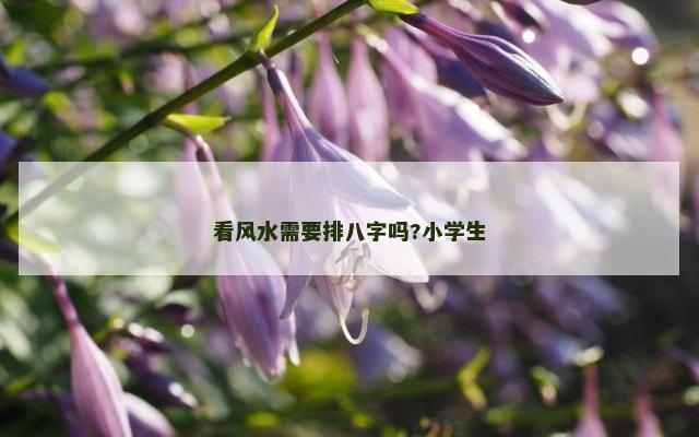 看风水需要排八字吗?小学生