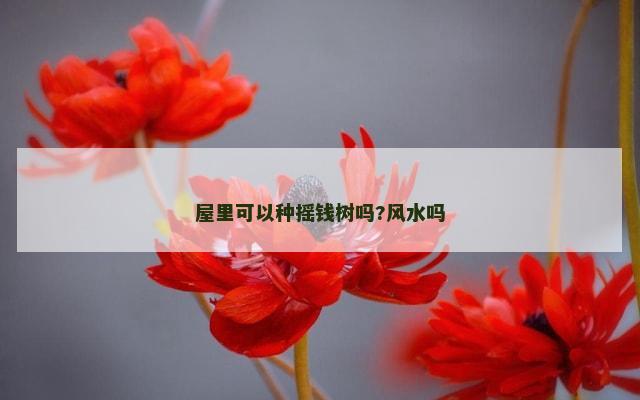 屋里可以种摇钱树吗?风水吗