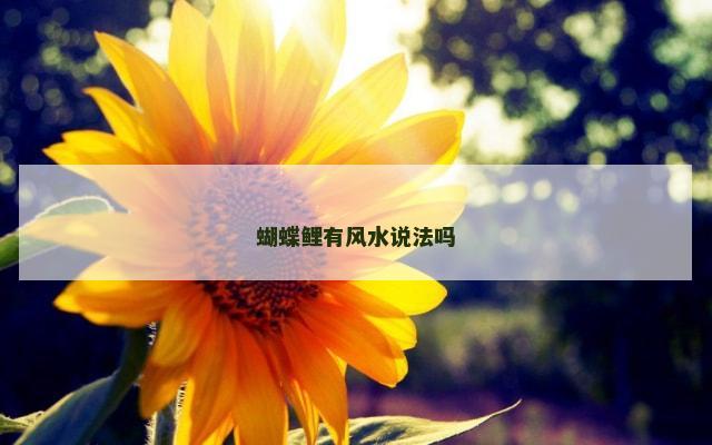 蝴蝶鲤有风水说法吗
