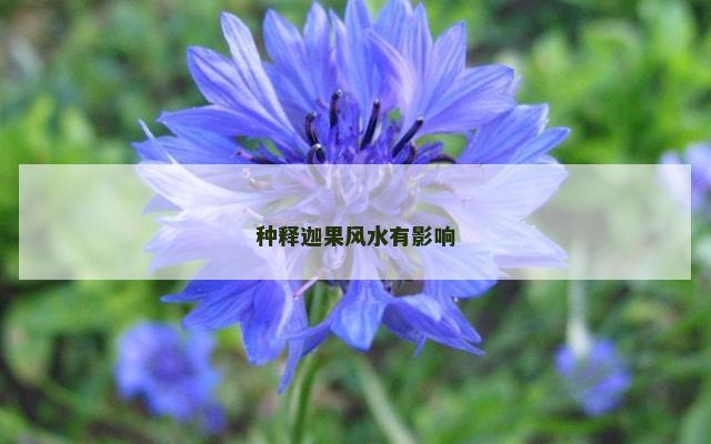 种释迦果风水有影响