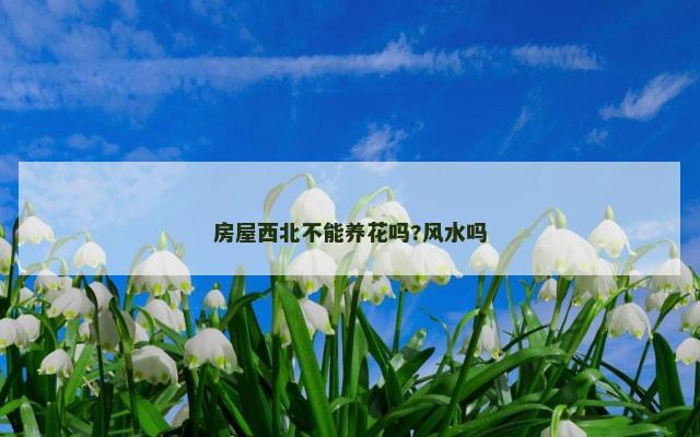 房屋西北不能养花吗?风水吗
