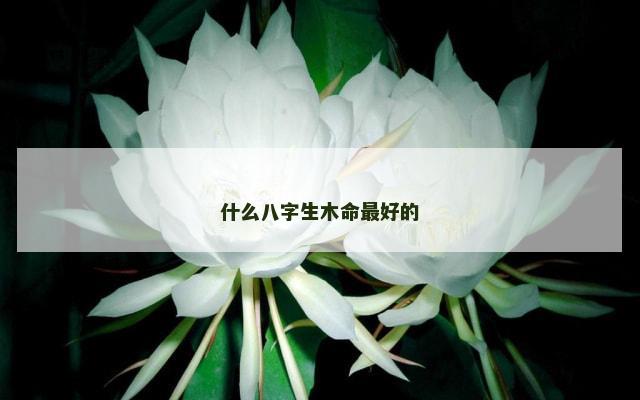 什么八字生木命最好的