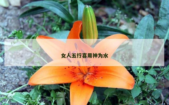 女人五行喜用神为水
