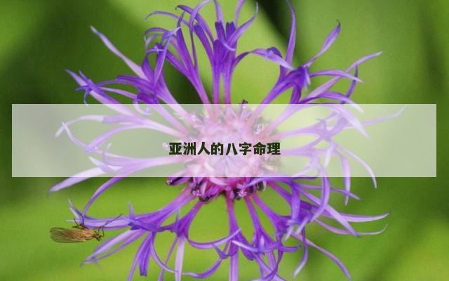 亚洲人的八字命理