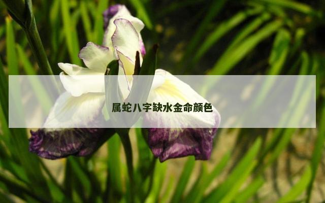 属蛇八字缺水金命颜色