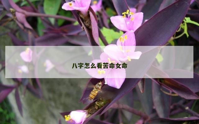 八字怎么看苦命女命