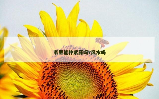 家里能种紫藤吗?风水吗
