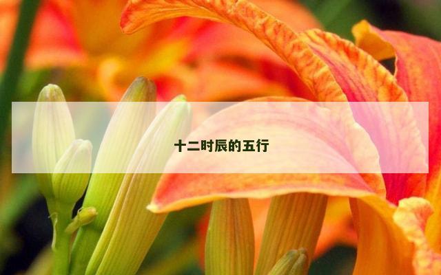 十二时辰的五行