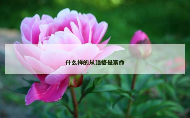 什么样的从强格是富命