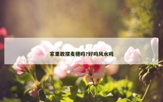 家里敢摆麦穗吗?好吗风水吗