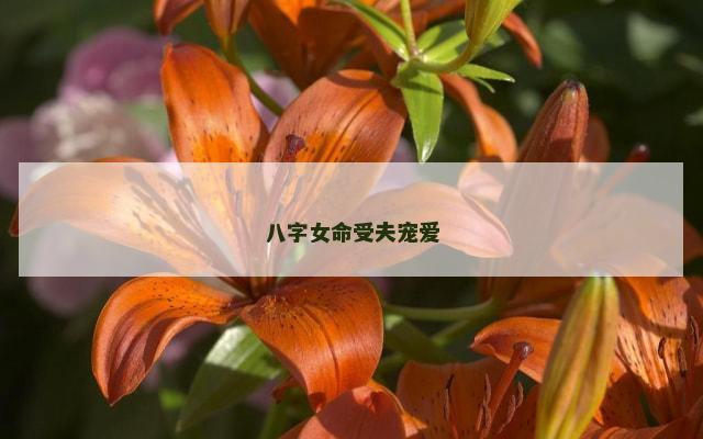 八字女命受夫宠爱