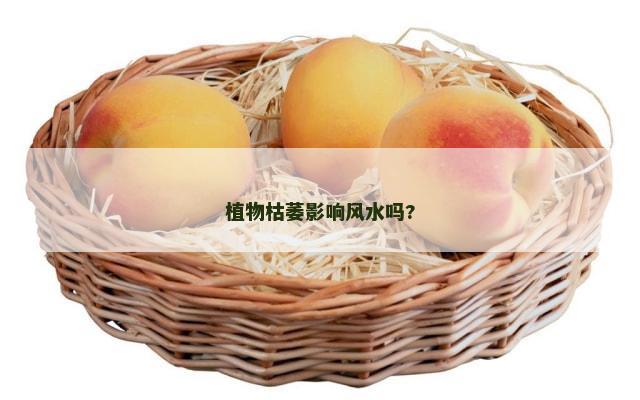 植物枯萎影响风水吗?