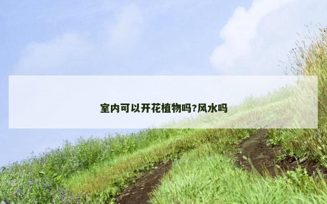 室内可以开花植物吗?风水吗